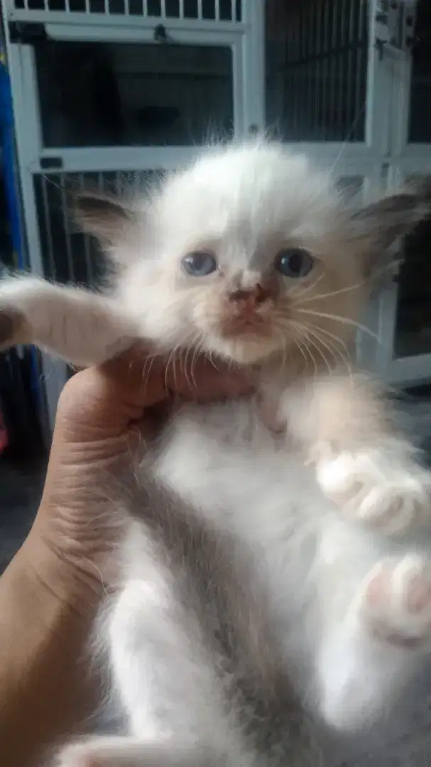 Kucing Ragdoll Midoll Himalaya jantan