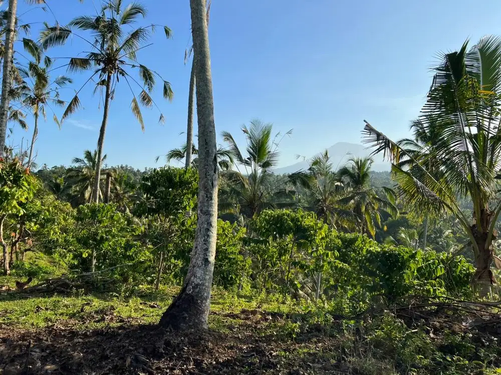 Tanah kebun view gunung lembah los sungai di tabanan bali.