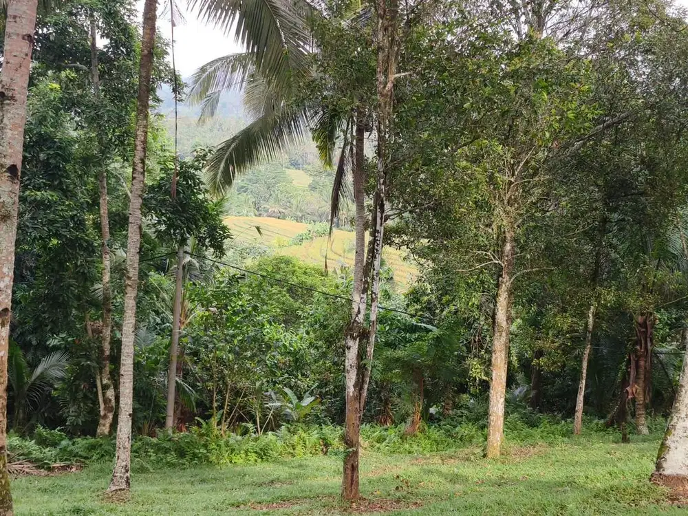 Tanah kebun luas kecil view sawah dan lembah di tabanan bali.