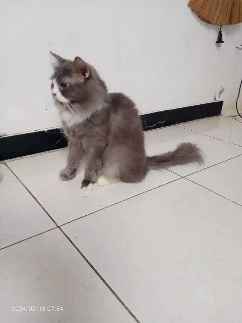 Kucing Persia Jantan umur 8bln, Vaksin 2x, Sehat Lucu penurut imut