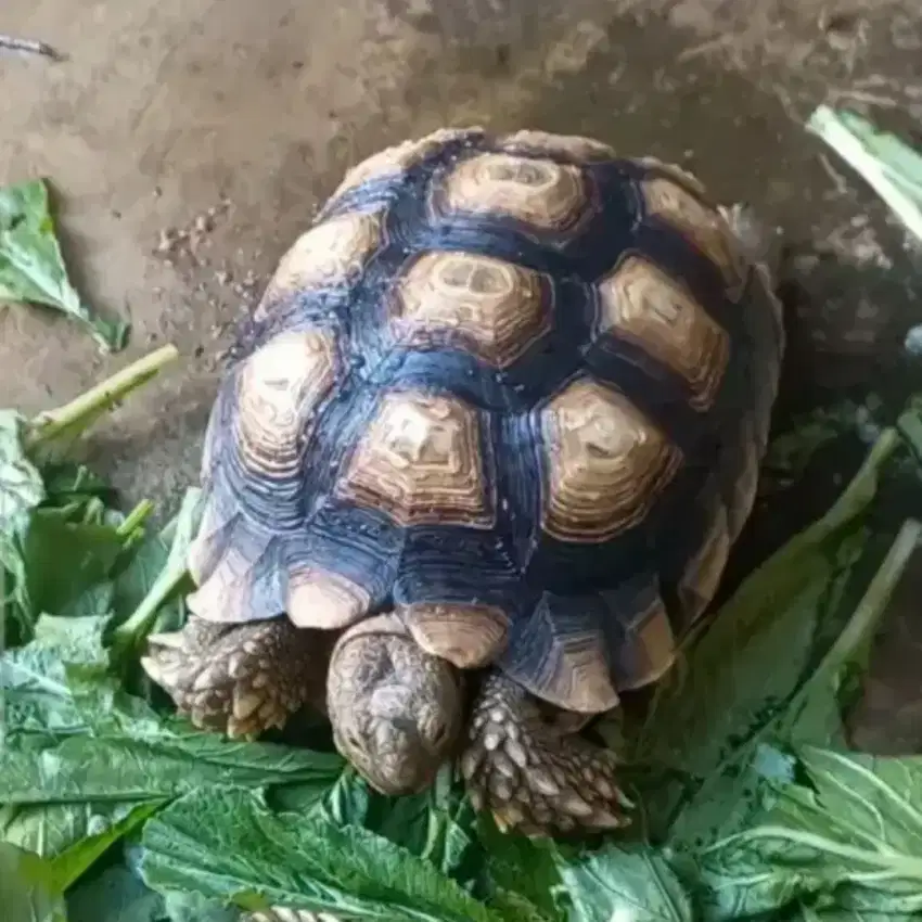 Kura Sulcata 33 cm