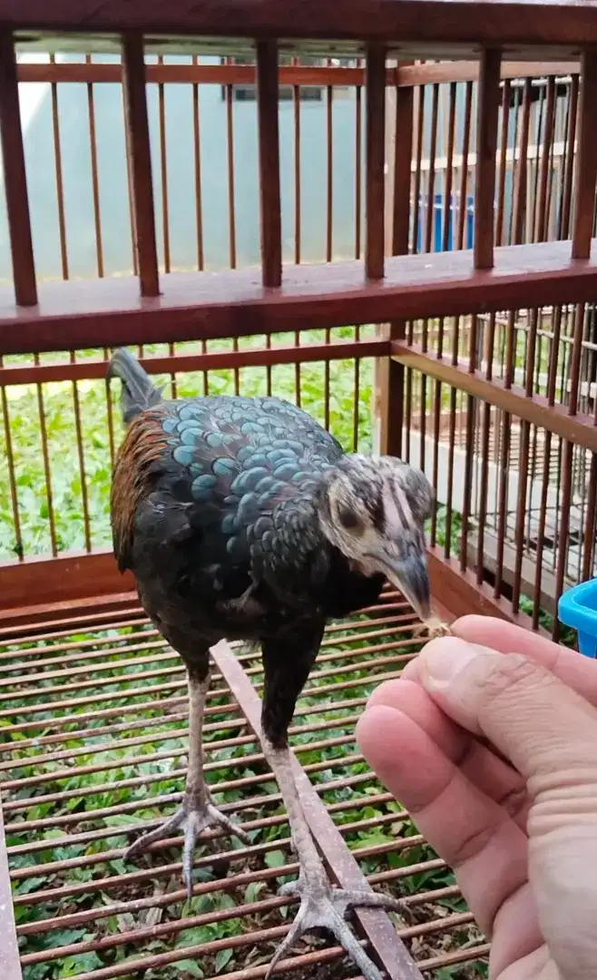 Ayam Hutan Hijau Lombok