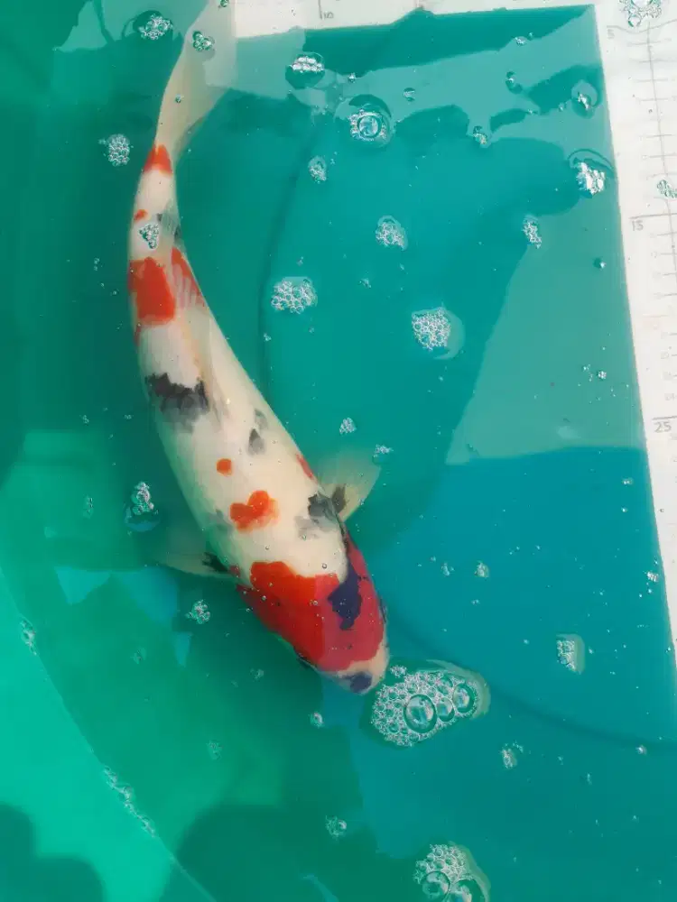 Ikan koi Showa kindai 37cm HQ