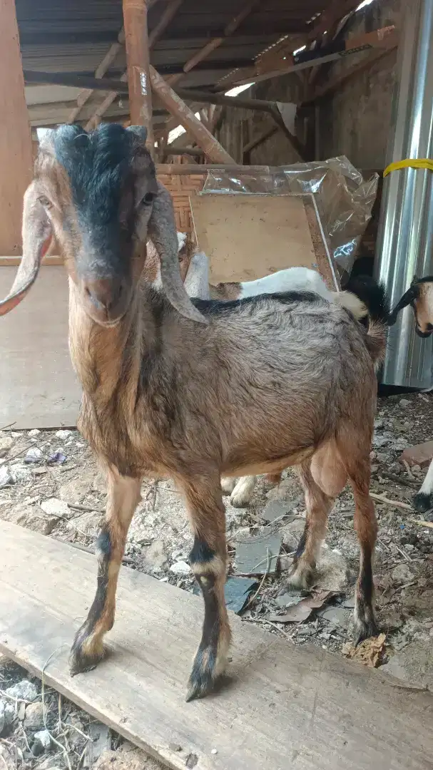 Kambing aqiqah ekonomis