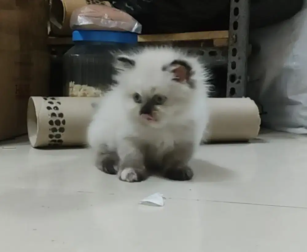 Persia gemoy usia 3 bulan jantan