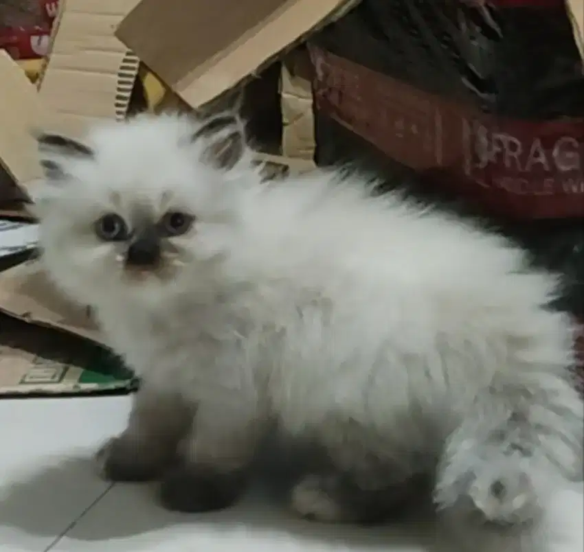 Kucing persia keturunan ragdoll gemesin