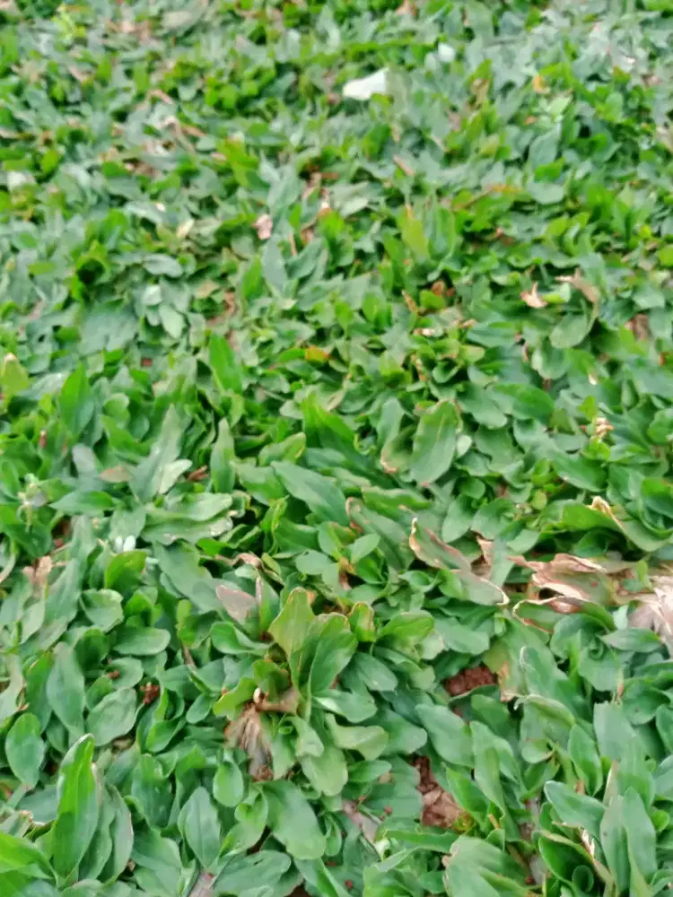 Rumput gajah mini ready