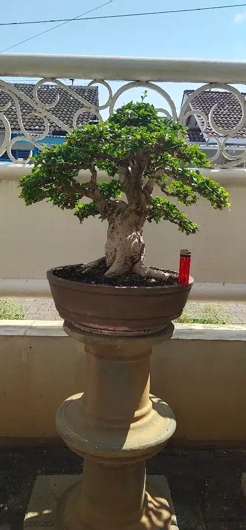 Bonsai Hokianti bunga