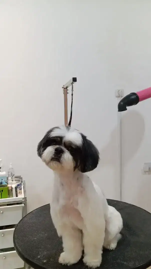 Dog Groomer / stylist