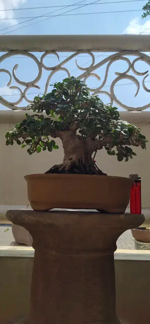 Bonsai Iprik okulasi dolar