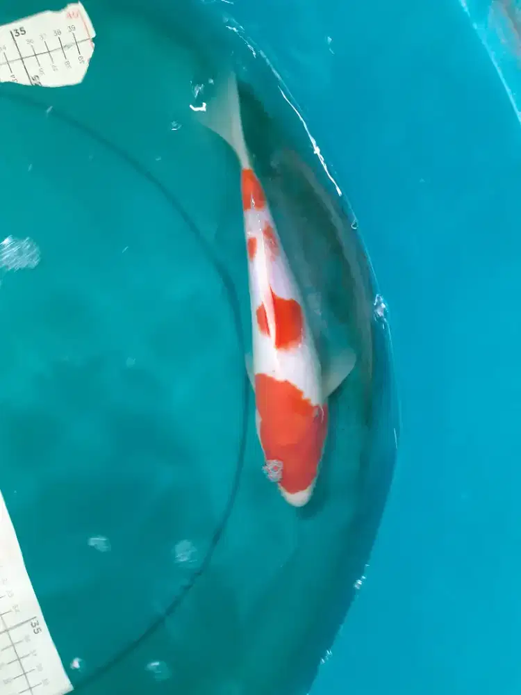 Ikan koi Kohaku pola ori step 32cm