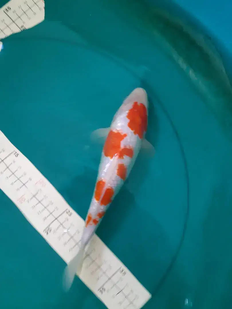 Ikan koi Kohaku Ginrin pola sakura 30cm