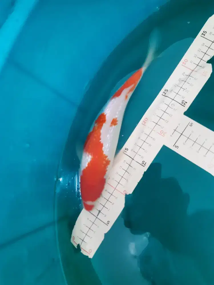 Ikan koi Kohaku Ginrin kucibeni 32cm