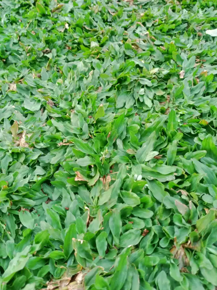 Jual rumput gajah mini