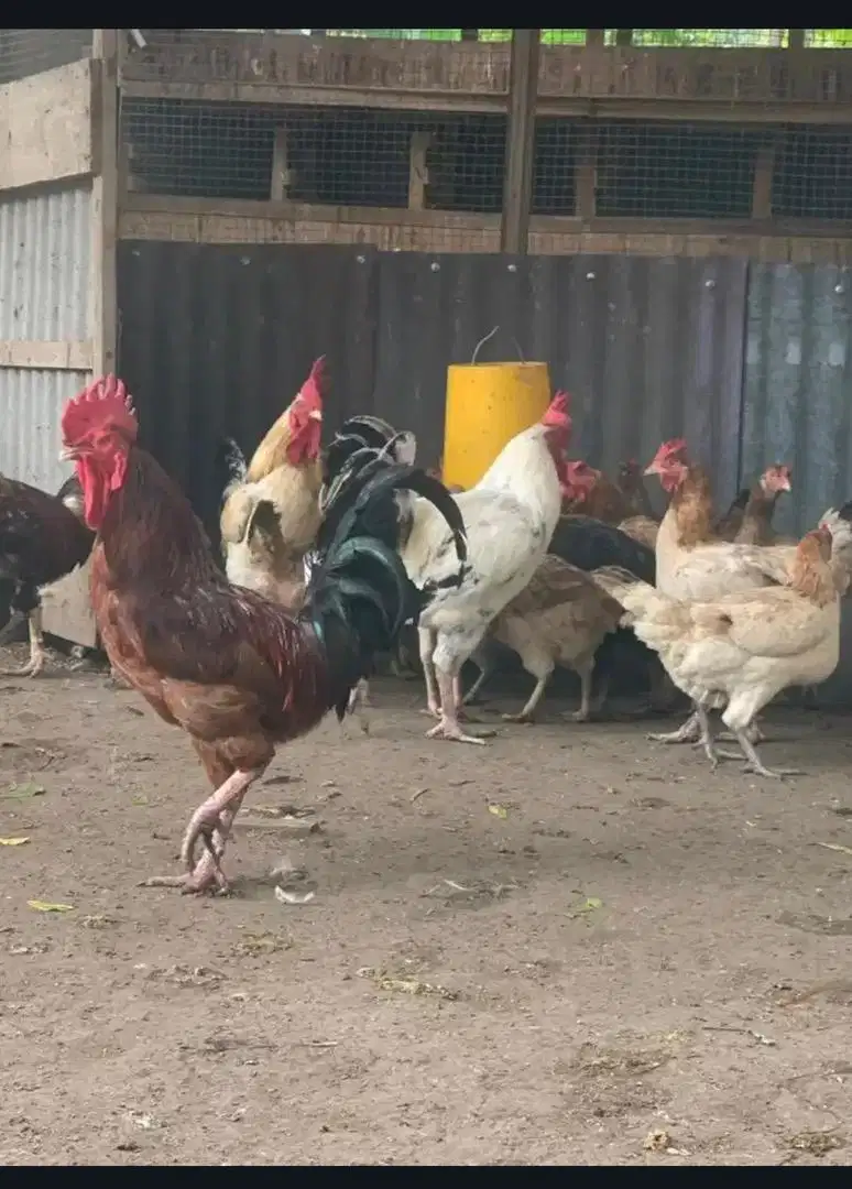 Ayam kampung yudistira