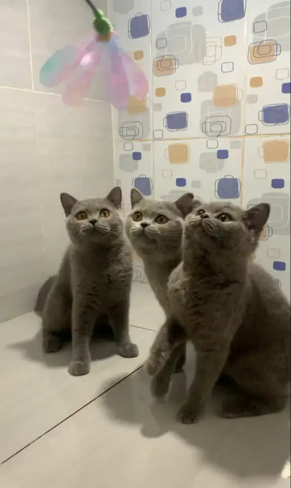 BSH British Short Hair Blue