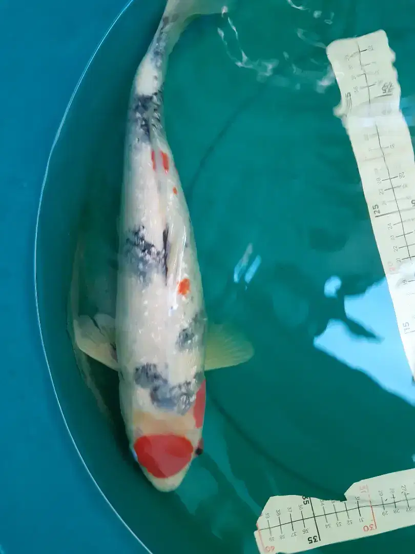 Ikan koi Tancho Sanke Ginrin 48cm