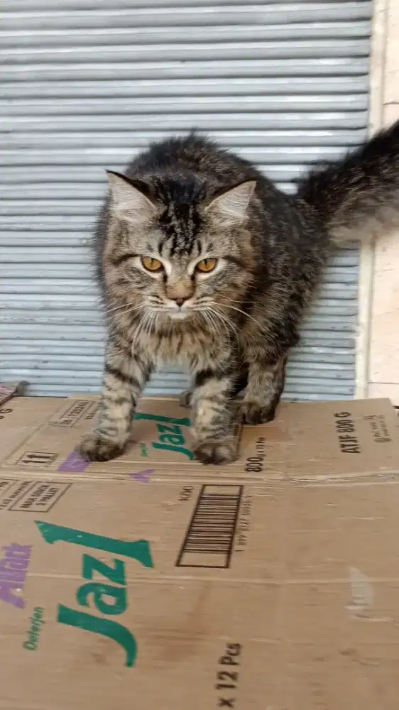 Open adopsi kucing Persia jantan usia 2 tahun kurang