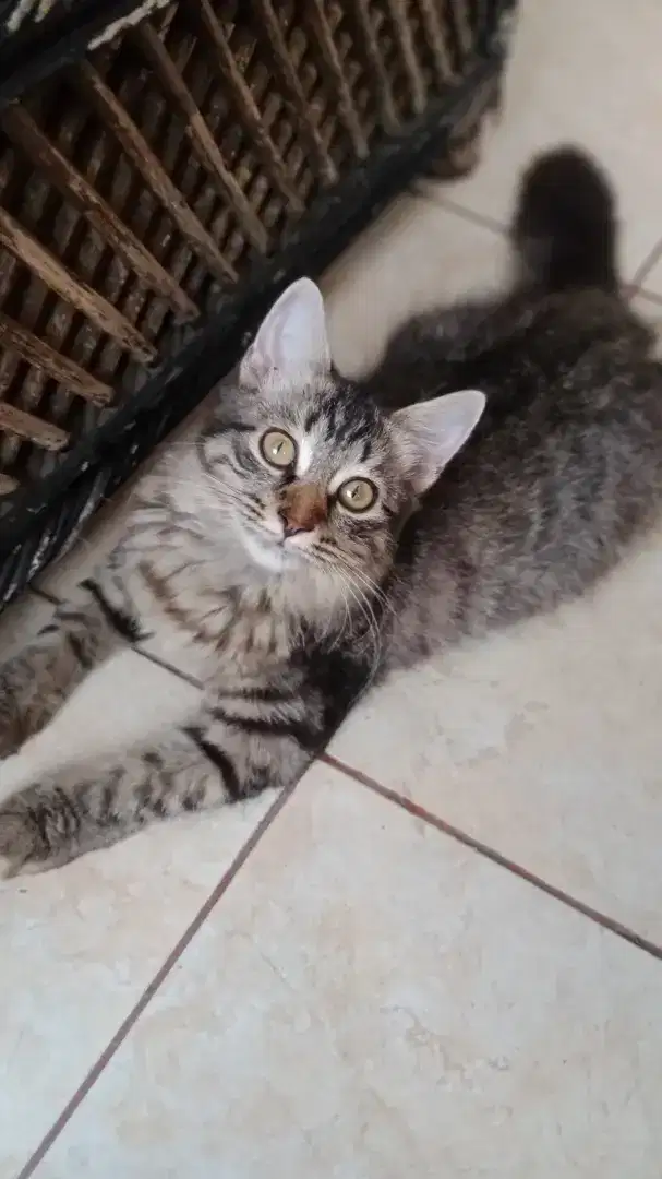 Open adopsi kucing persia betina usia 2 tahun kurang