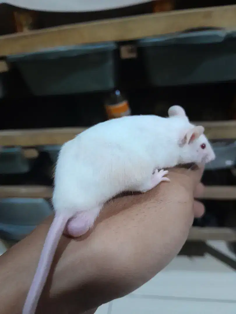 Tikus putih mencit