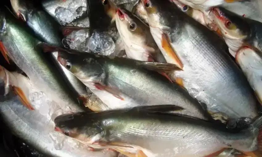 Dijual ikan patin obral 350 gram-1 kg. Ukuran bervariasi.