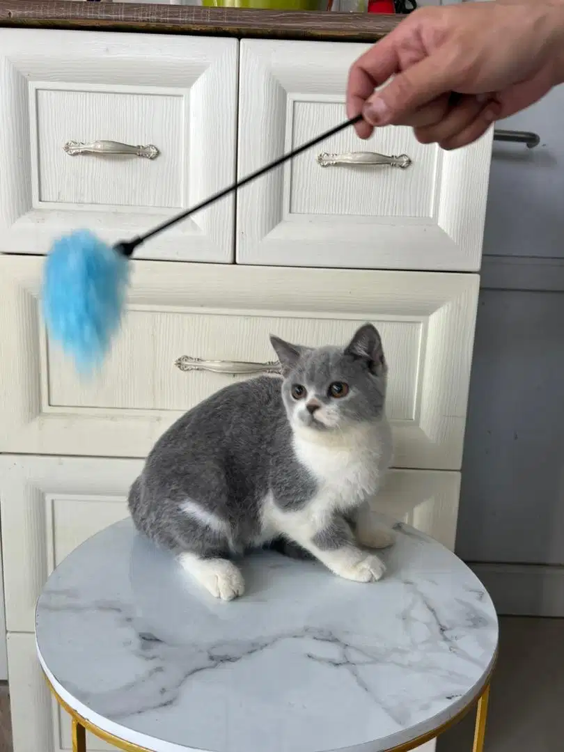 Kucing bsh bicolour blue non ped