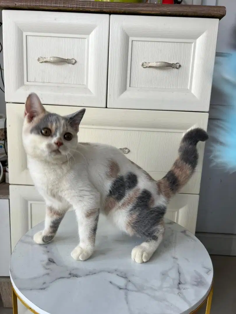 Kucing bsh calico nonped