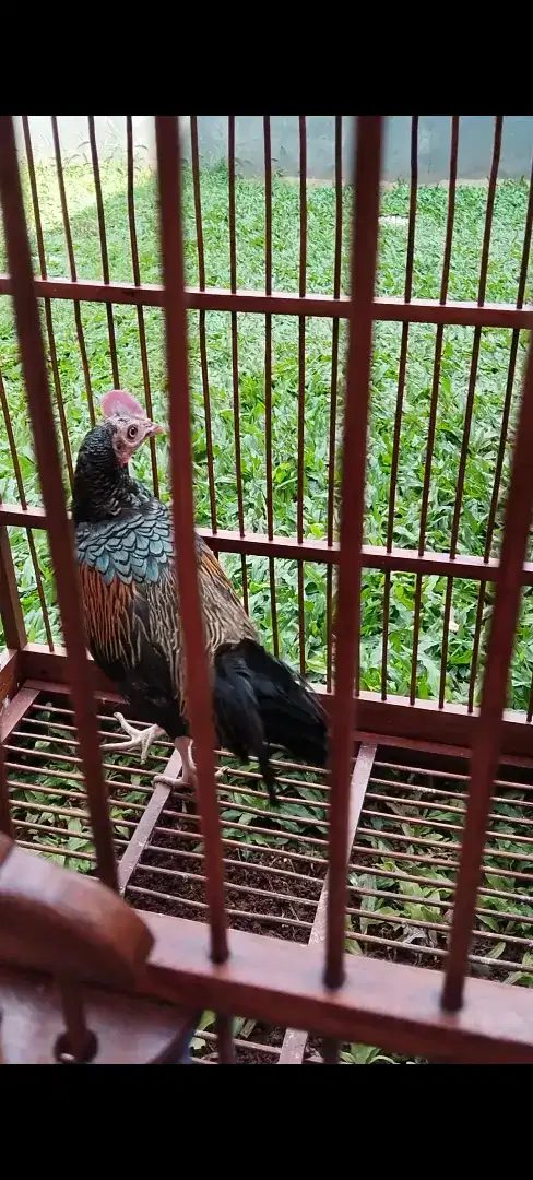 AHH - Ayam Hutan Hijau asli Sumbawa