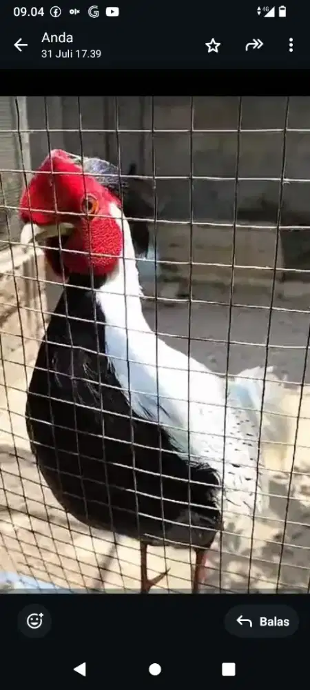 Silver pheasant sepasang induk