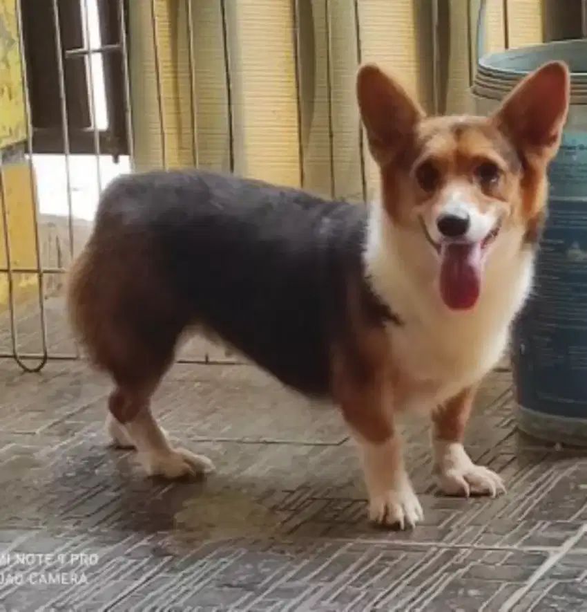 Anjing corgi / Pembroke Welsch Corgi