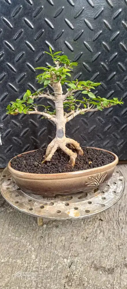 bonsai anting putri prokar