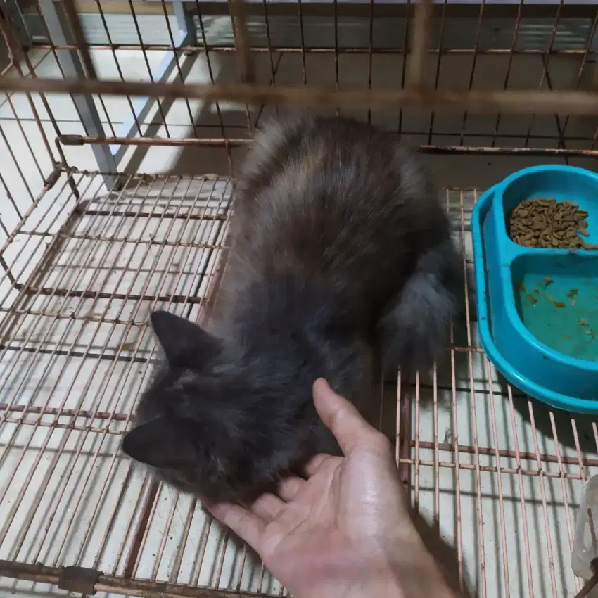 Open adopsi kucing