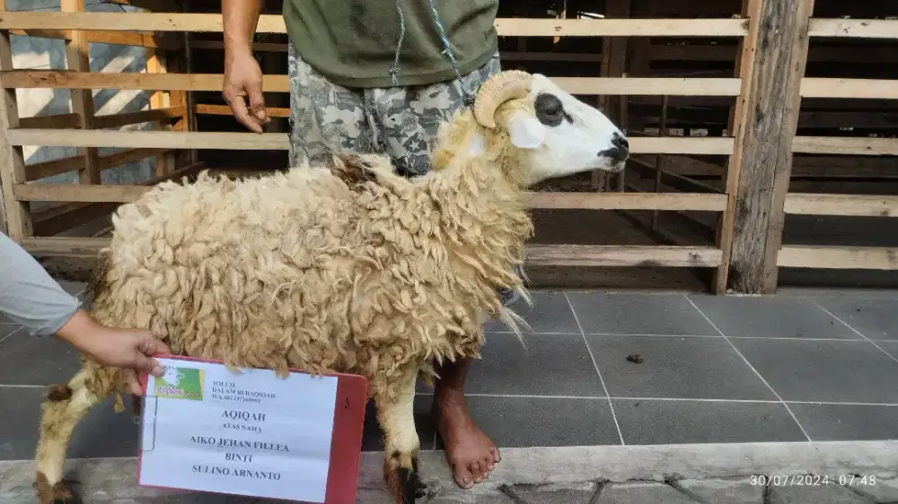 Menyediakan kambing/domba free ongkir