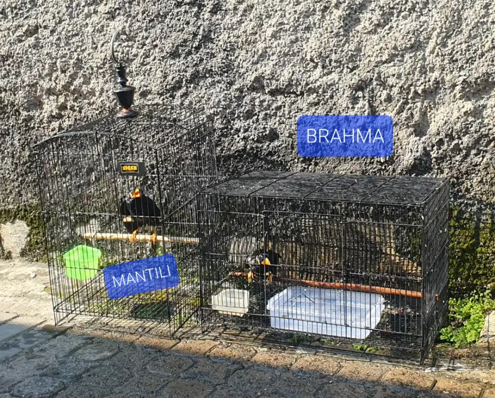 Burung Bisa Ngomong/Bicara Bisa Kirim Keseluruh Indonesia