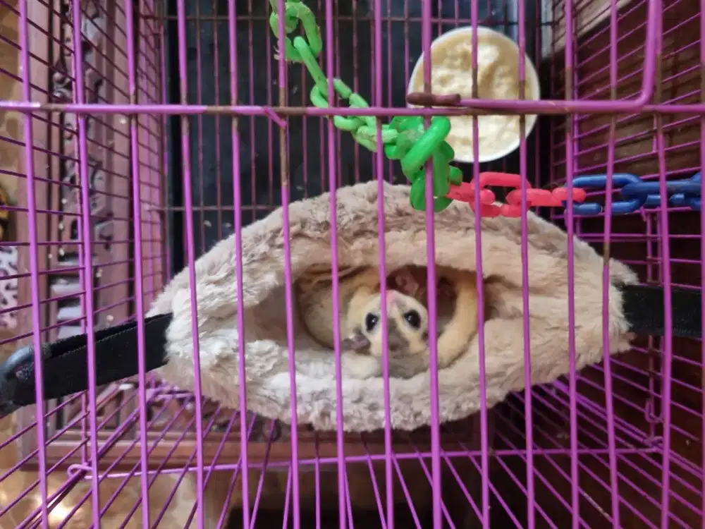 Dijual beberapa anak/ joy sugar glider