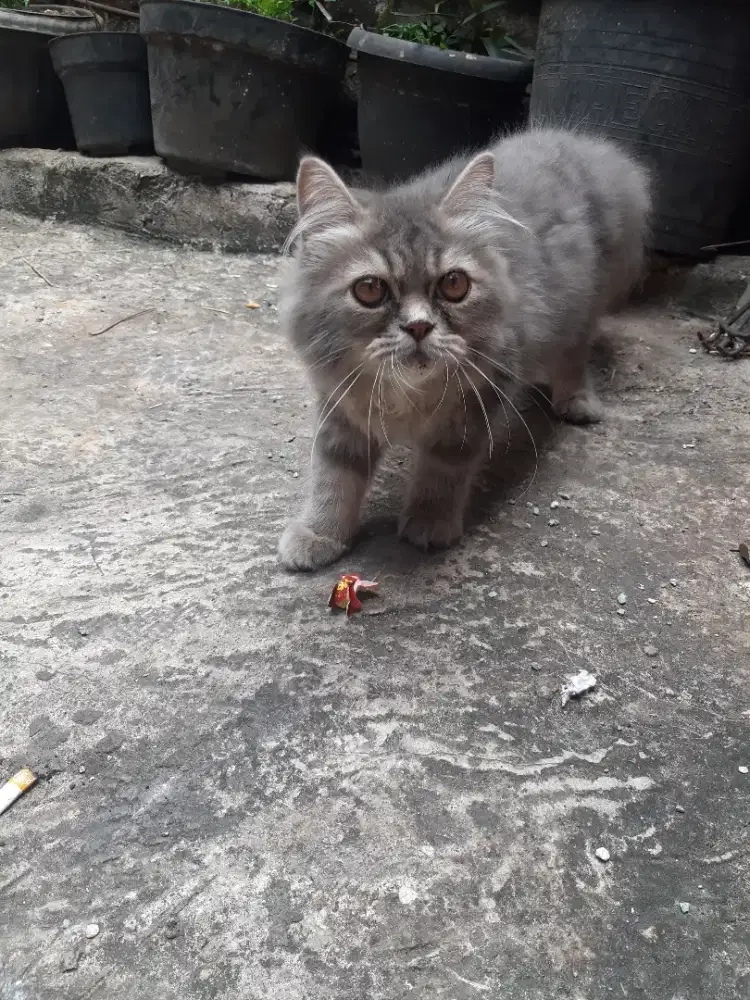Kucing persia flatnos jantan