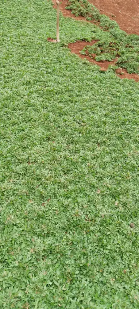 Tukang rumput Ciapus jual rumput ciapus
