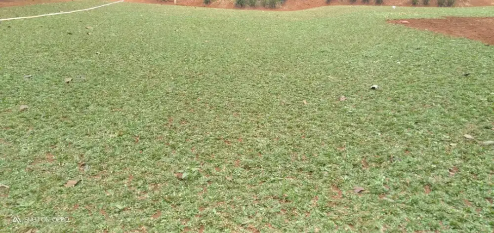 Tukang rumput gajah mini