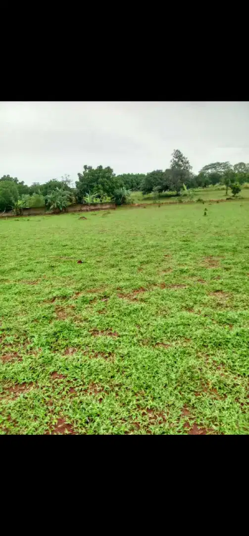 Tukang rumput gajah mini