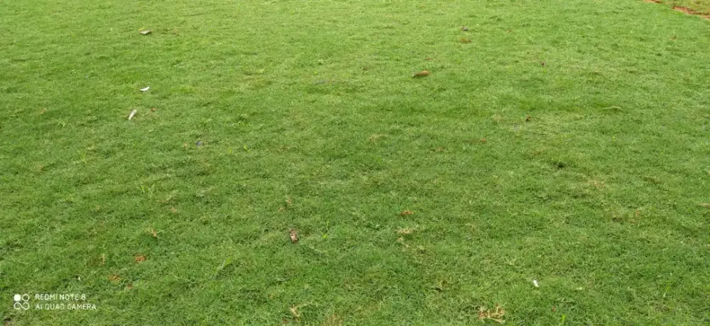 Tukang rumput gajah mini