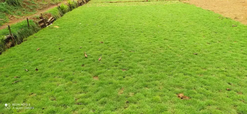 Tukang rumput gajah mini bekasi