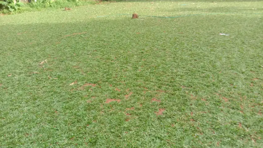 Tukang rumput gajah mini