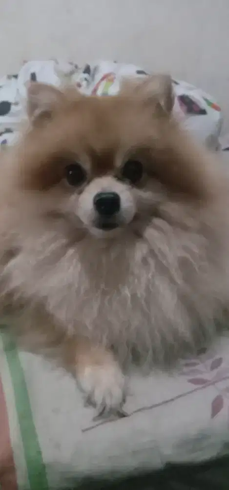 Anjing mini pom lucu lincah sudah di vaksin