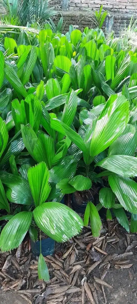 Pohon palem kol tinggi 30cm-100cm