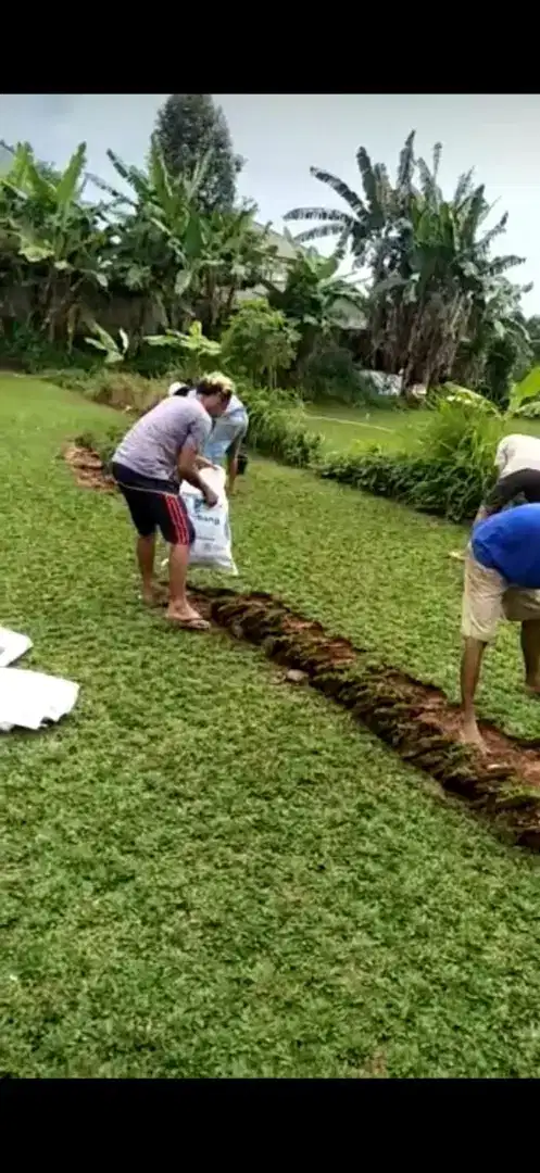 Tukang rumput gajah mini