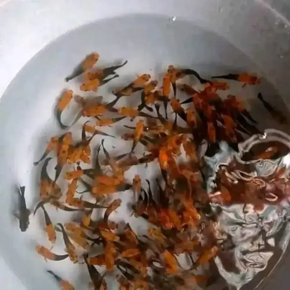 Golden black molly UK 4-5