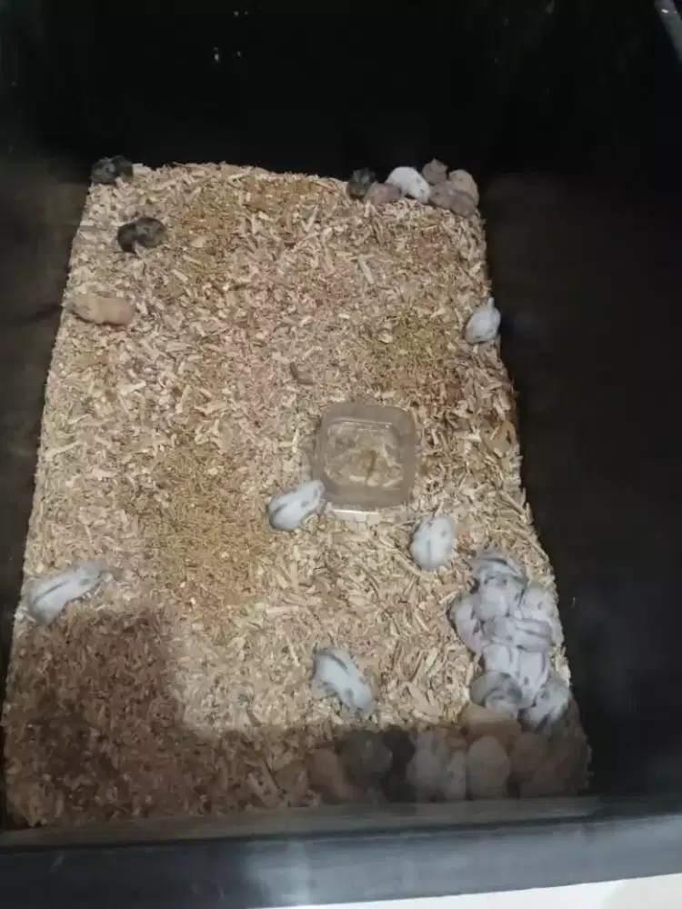 Hamster winter white