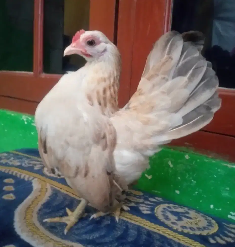 Ayam Serama betina.sdh nelor.di Jagakarsa Jakarta Selatan
