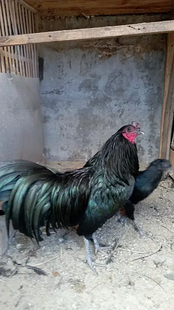 Ayam Black Sumatra jantan