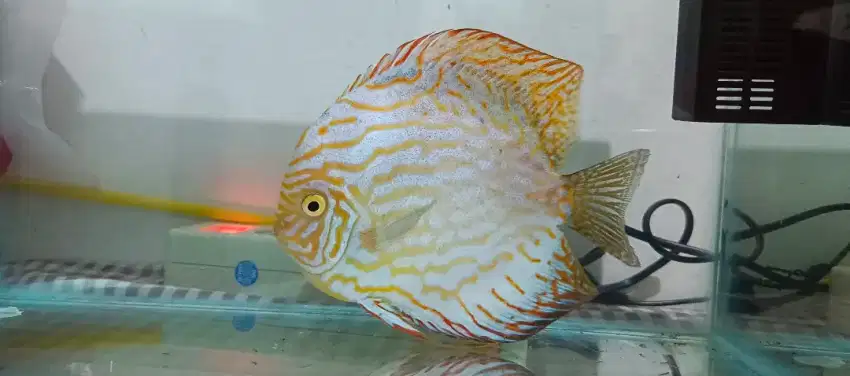 Discus white pigeon 5 inchi